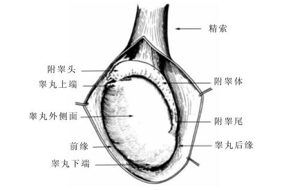 胎儿几个月长睾丸