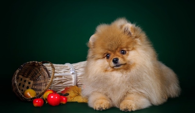 两个月大的博美犬，科学喂食指南