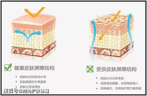 菜板用油泡几个月，传统保养的智慧与现代科学的结合